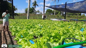 Cultivo de alface hidropônico melhora renda de família em Alhandra