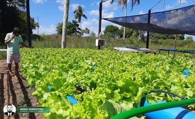 Cultivo de alface hidropônico melhora renda de família em Alhandra
