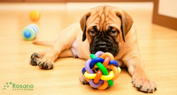 Vai deixar seu cão sozinho? Saiba como escolher brinquedos para ele.