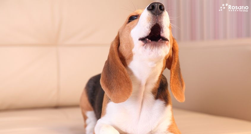 Como fazer seu cachorro parar de latir dentro de casa