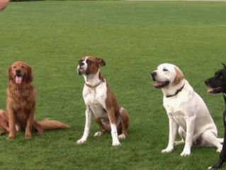 5 benefícios de se adestrar um cão?