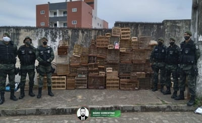 Operação Voo Livre da Independência apreende mais de 170 aves silvestres na feira de Guarabira