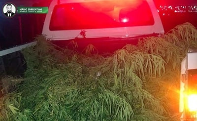 Polícia Militar encontra área que era usada para o cultivo de maconha na cidade de Santa Rita