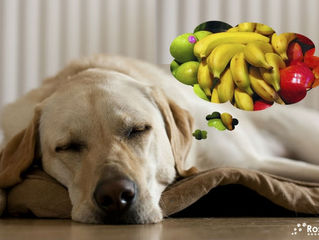 5 Frutas que o seu Cão pode Comer