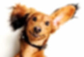 Pet sitting, Pet care, Dog walker, Pet, Dog, Animal, Cat, Kitten, Puppy, Training, Grooming
