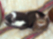 Pet sitting, Pet care, Dog walker, Pet, Dog, Exotic, Hamster, Animal, Cat, Kitten, Puppy, Training, Bird, Snake, Guinee Pig, Rat, Mouse, Fish, Lizard, Exotic, Small Mammal, Pocket Pet,