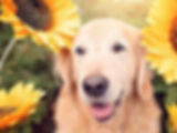 Pet sitting, Pet care, Dog walker, Pet, Dog, Exotic, Hamster, Animal, Cat, Kitten, Puppy, Training,