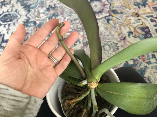 You Are Still Growing