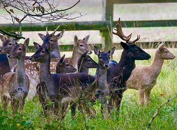    Ellen's Lodge, Fulwell, Chipping Norton, Oxon, OX7 4EW 