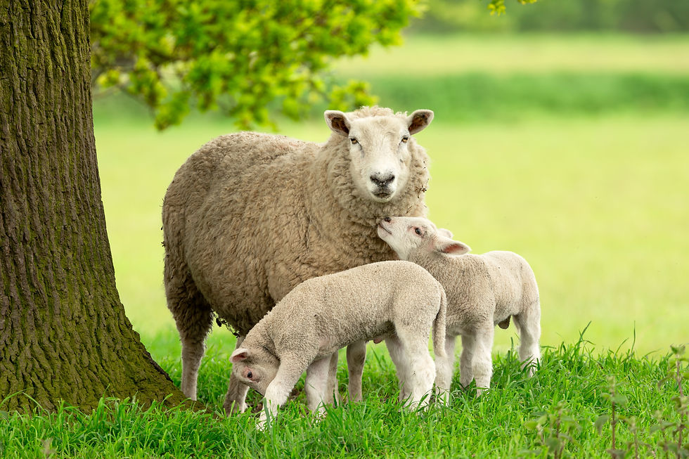 Exploring Wool Markets & Supply Chains with The Woolkeepers