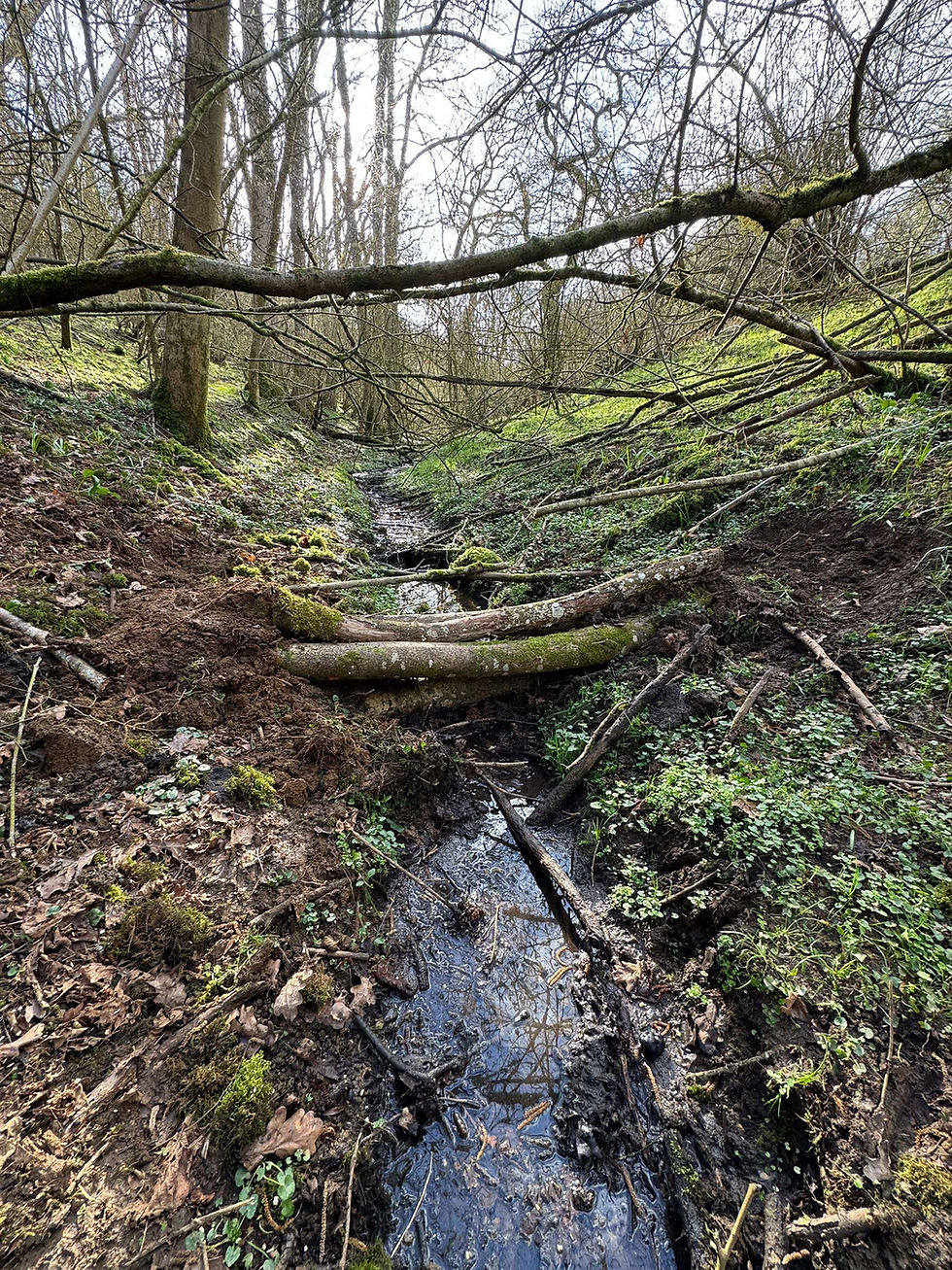 Windrush Floodplain meadow restoration update