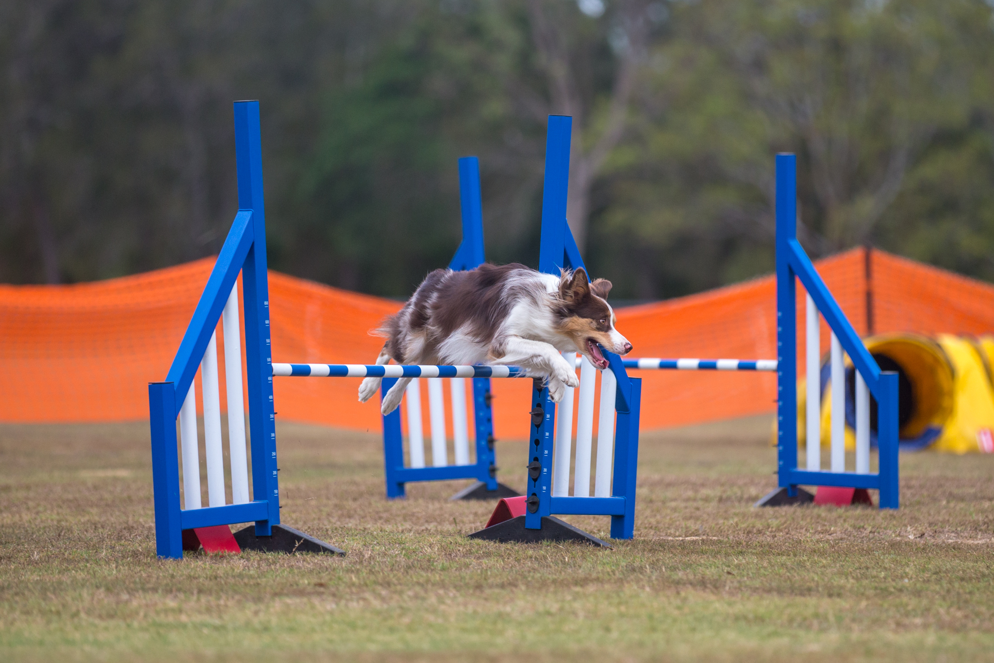 Brisbane Agility Dog Club
