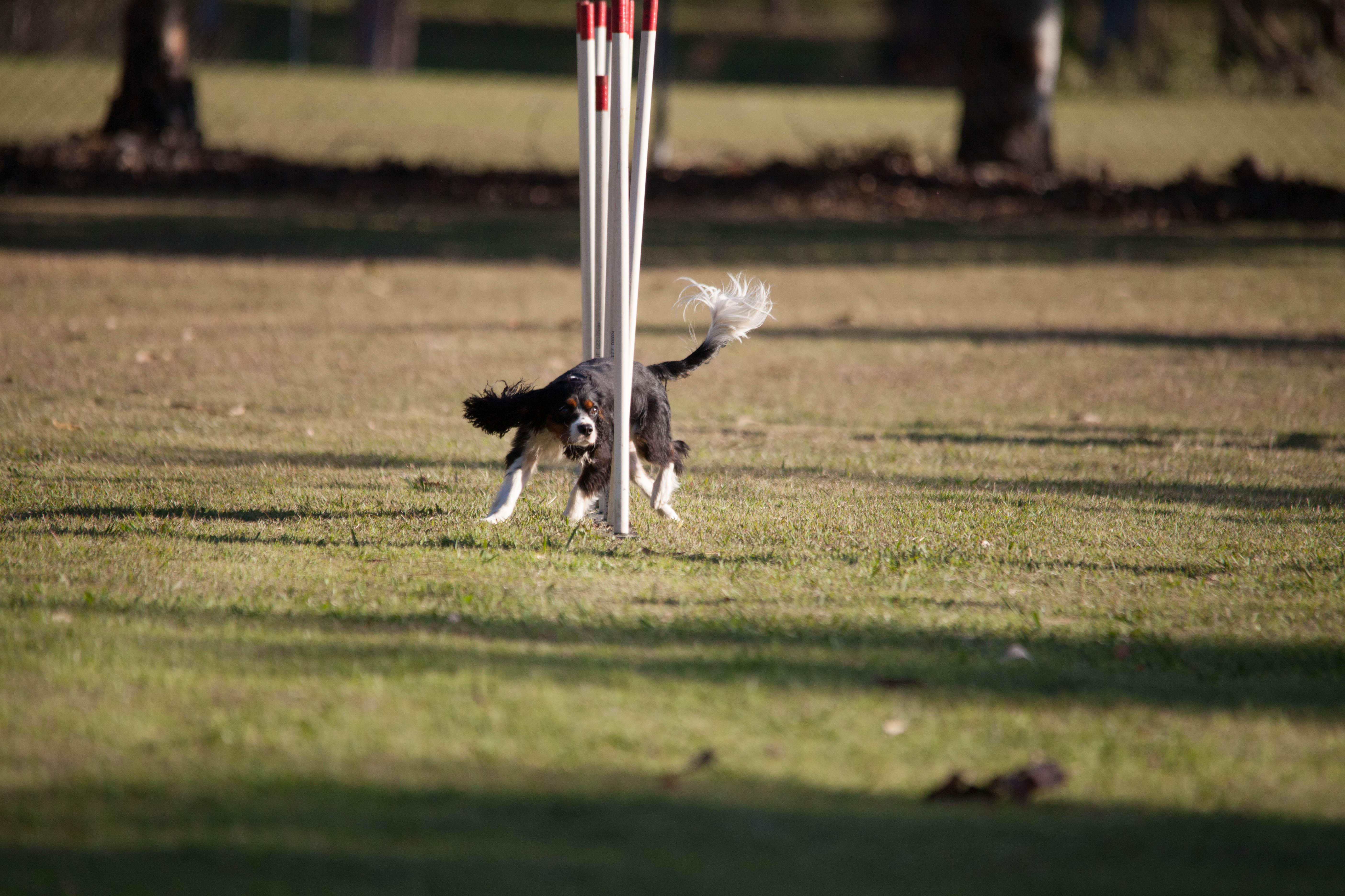 Brisbane Agility Dog Club