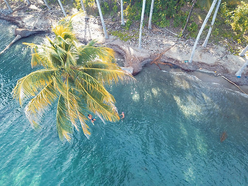 Coconut tree over the sea