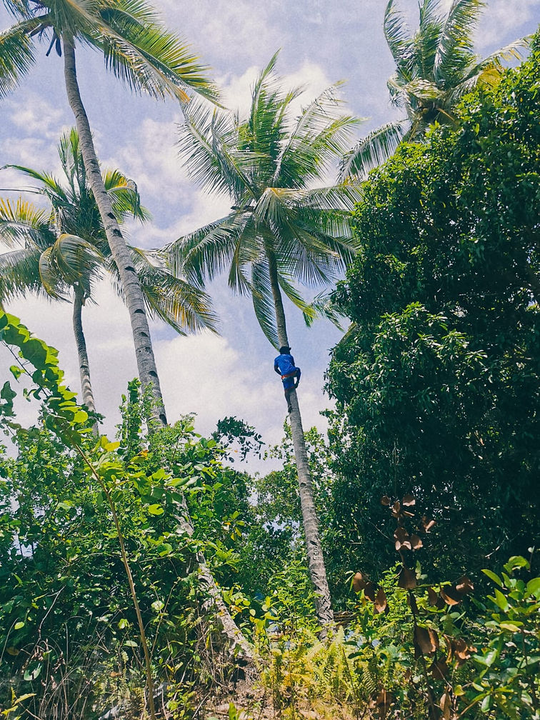 Coconut trees in tropics