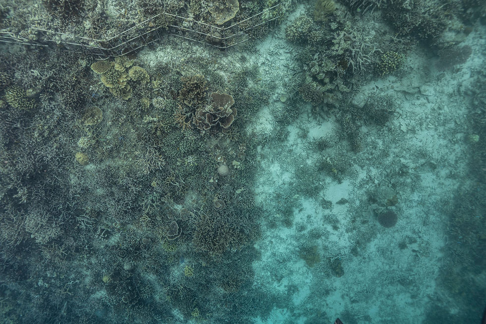 Coral restoration in Action at Raja Ampat