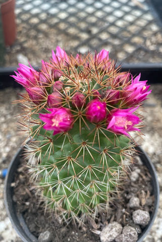 Northern Limits Cactus at the Redding Farmers Markets (photo 4 of 4)