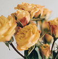 Yellow Roses