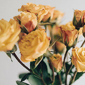 Yellow Roses