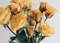 Rosas amarelas