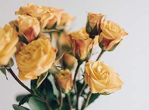 Yellow Roses
