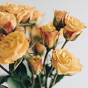 Yellow Roses