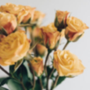 Yellow Roses
