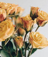 Yellow Roses