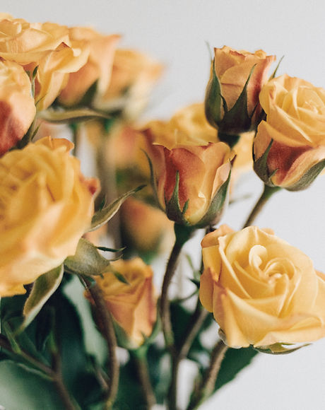 Yellow Roses