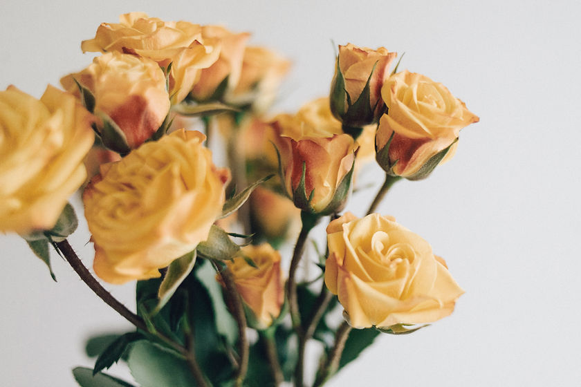 Yellow Roses