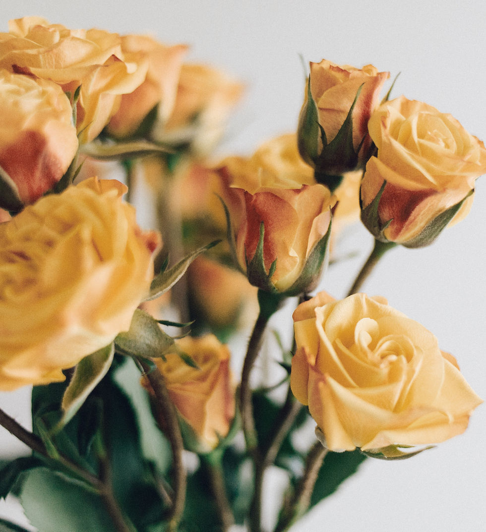 Yellow Roses