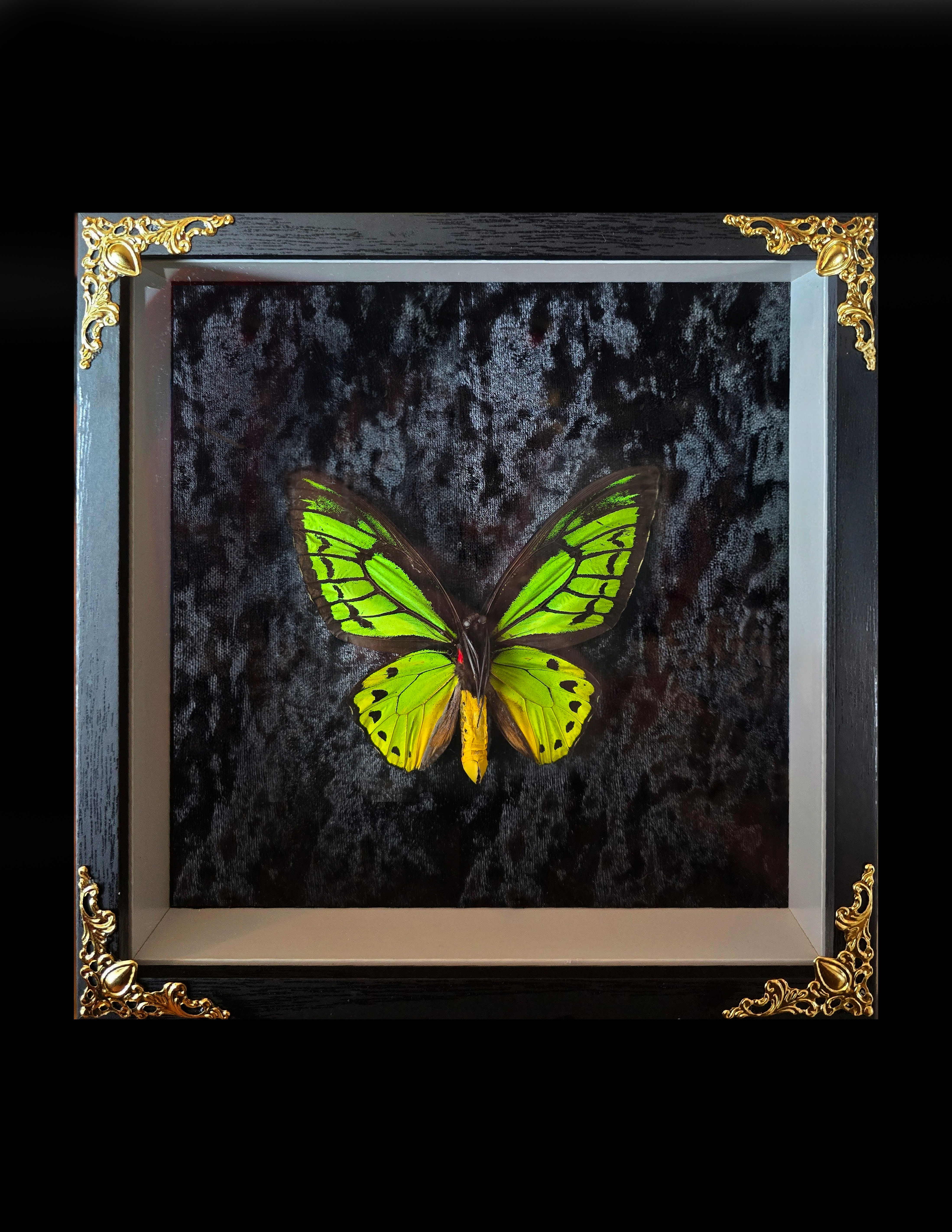 Ornithoptera priamus poseidon