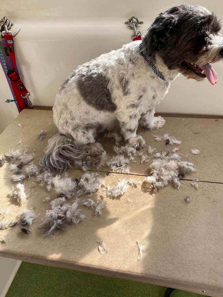 The Grooming Process