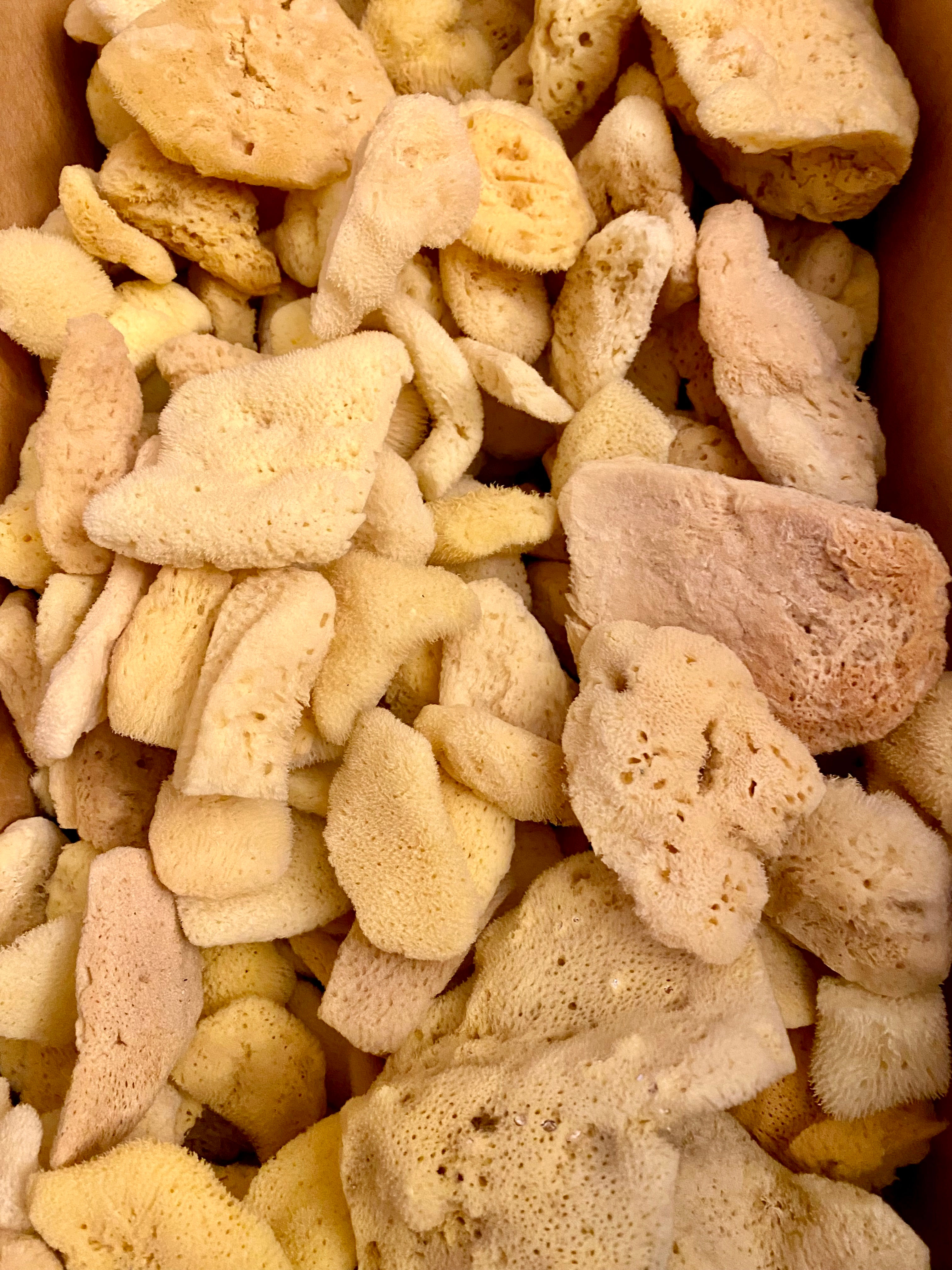 Natural Sea Silk Sponges (12 pcs)