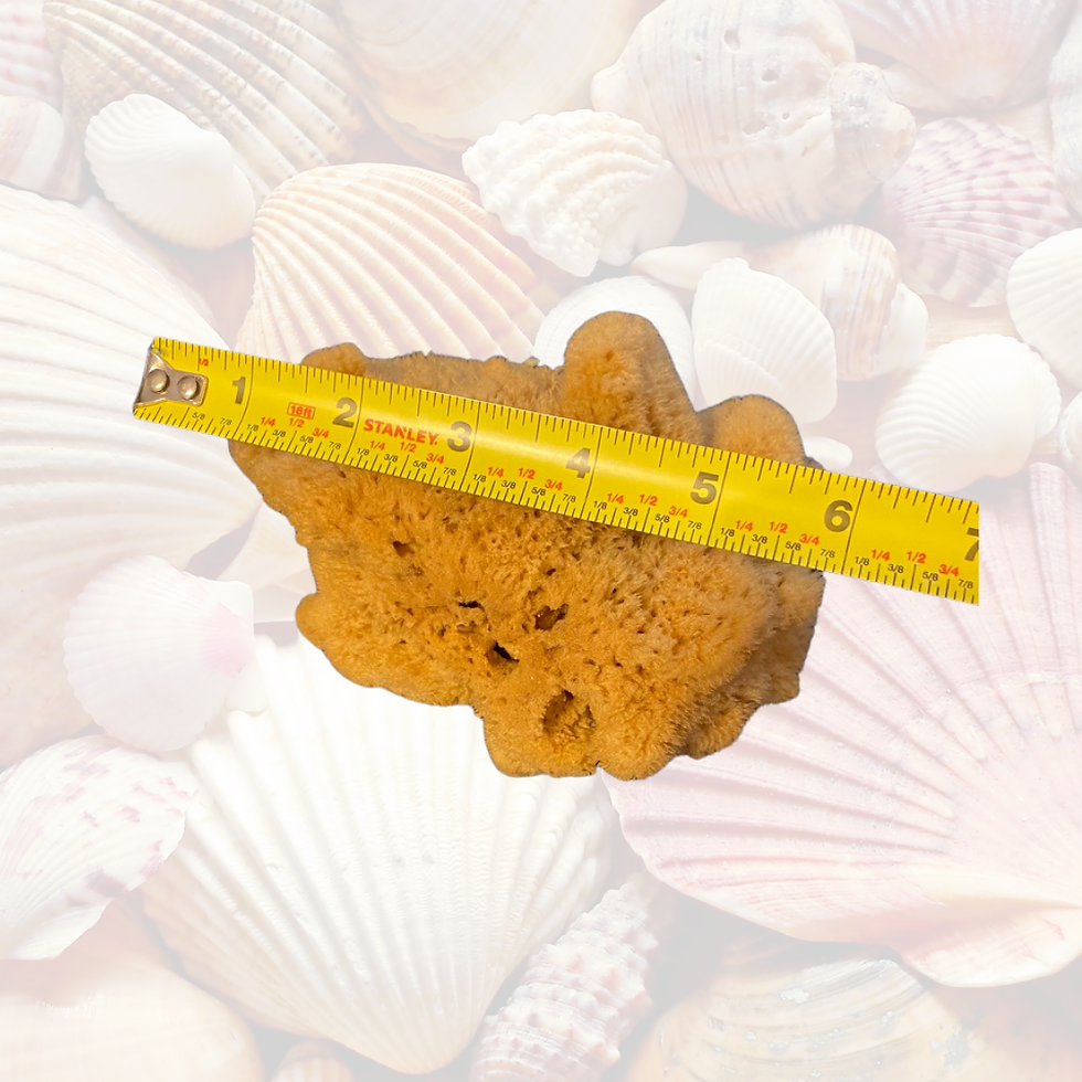 Thumbnail: Large Natural Caribbean Sea  Sponge