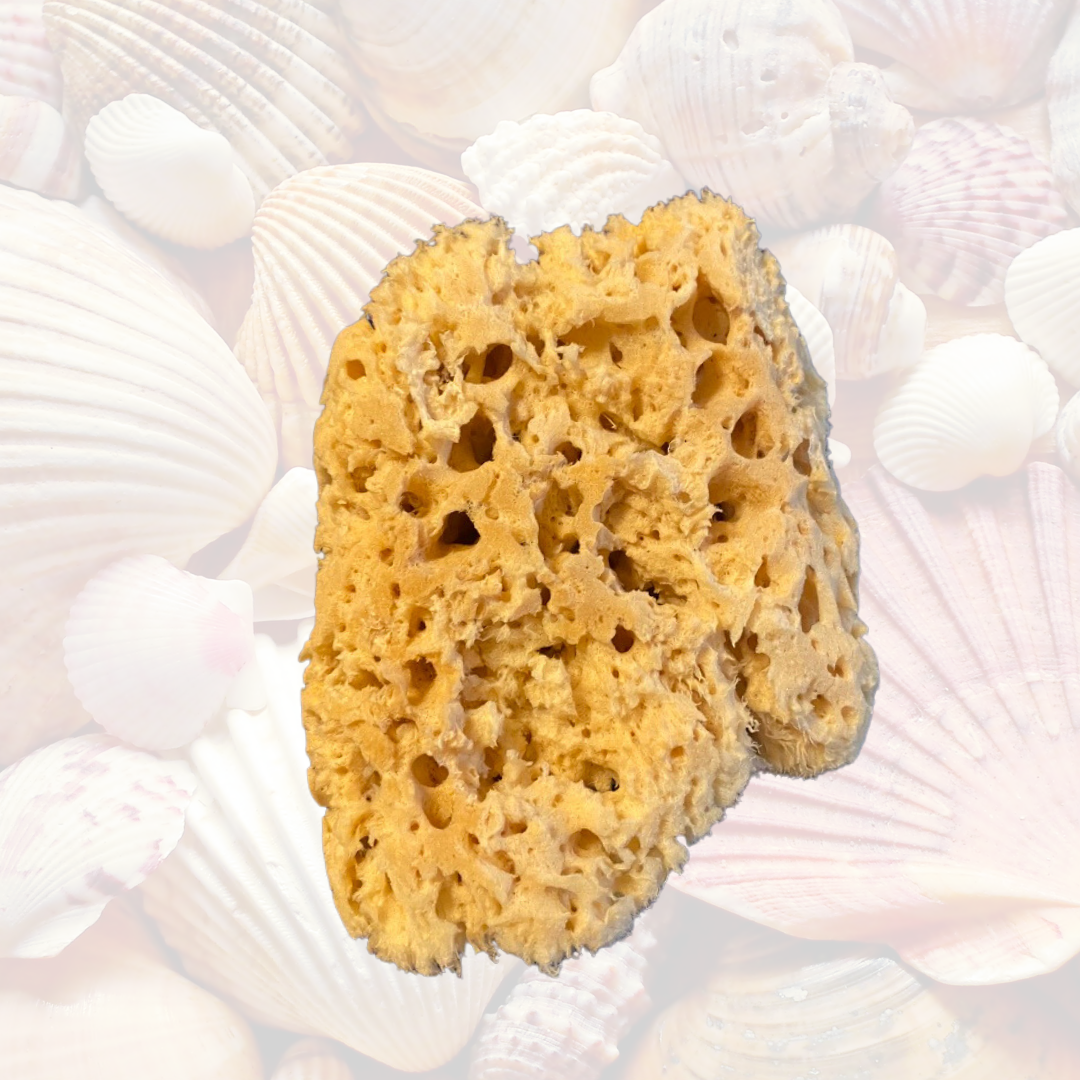Large Natural Caribbean Sea Sponge