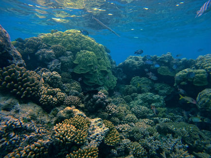 Når liv forsvinder. Koralrevenes smukke verden