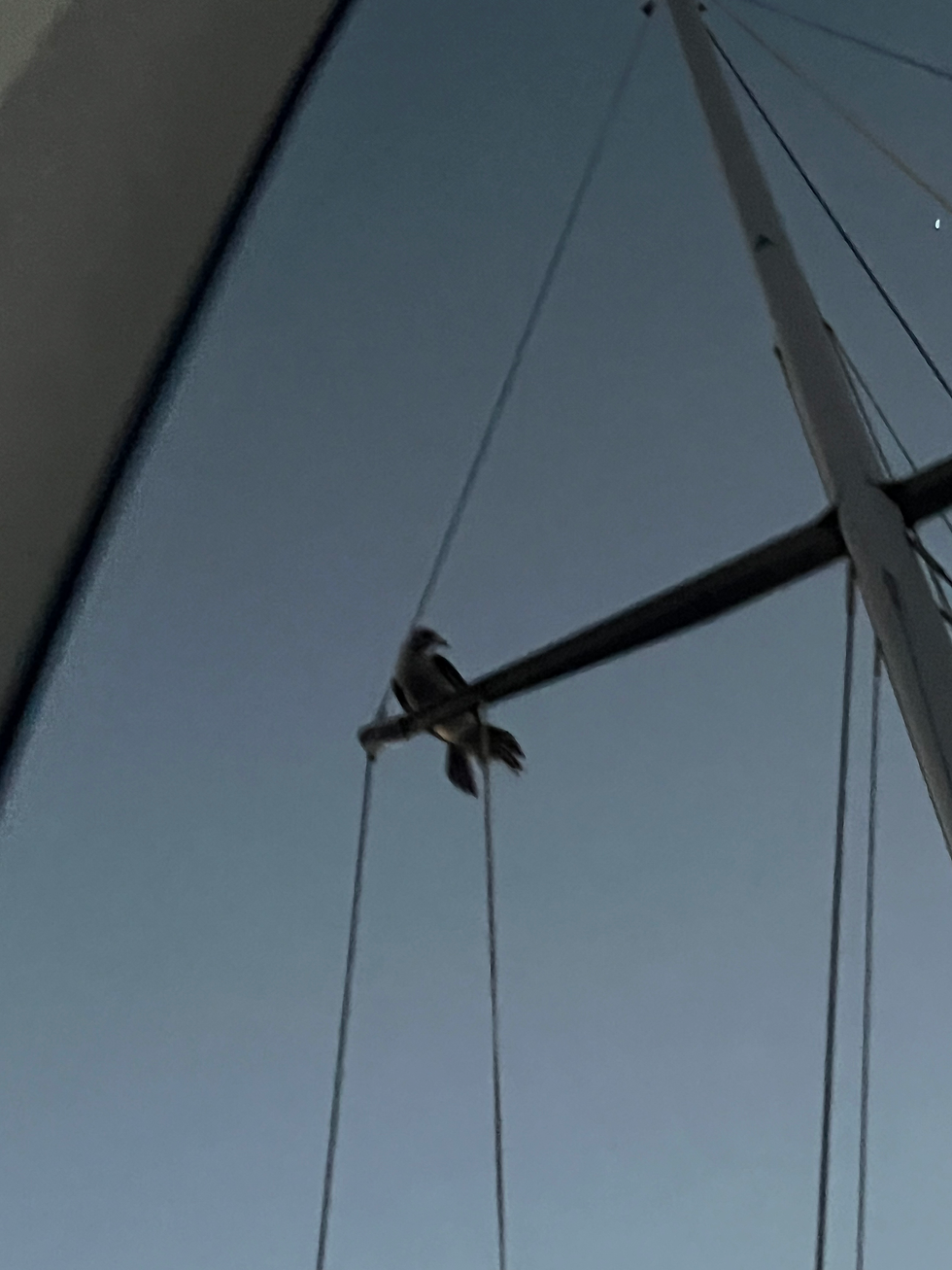 Sulen Sune får et fortjent hvil på sailingshornet