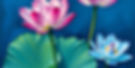 Lotus flowers in blue.jpg
