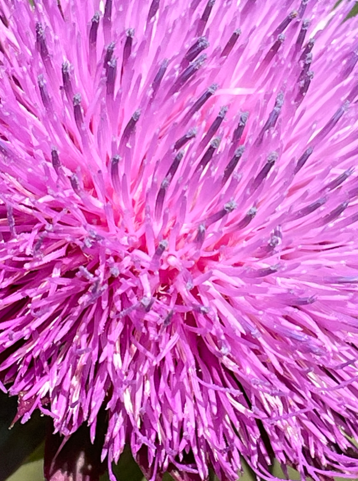 Thumbnail: Color Memory: Wildflowers