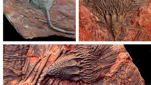 “Hoa Huệ Biển” giữa sa mạc Morocco – Dấu vết của một Đại Hồng Thủy?