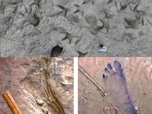 DẤU CHÂN TRONG BÙN LỘ RA SỰ THẬT