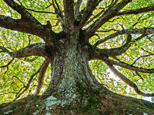 TRUYỀN THỐNG DO THÁI - TU BISHVAT, NĂM MỚI DÀNH CHO CÂY.