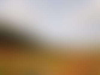 “HOA HUỆ NGOÀI ĐỒNG” QUỐC HOA CỦA ISRAEL – LOÀI HOA TRONG MA-THI-Ơ 6:28-29.