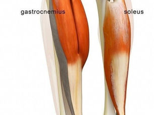 Cơ soleus – “trái tim thứ hai” và dấu ấn của thiết kế thông minh trong cơ thể con người