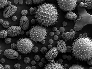 CÁC NGHIÊN CỨU KHẢO CỔ CHO THẤY SỰ THẬT VỀ NẠN ĐÓI THỜI NA-Ô-MI TRONG SÁCH RU-TƠ.