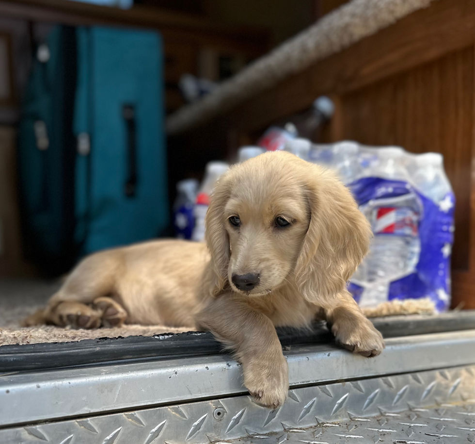 Wide angle view of a puppy training class in action