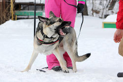 Сканди Санрайз Соколиная Охота