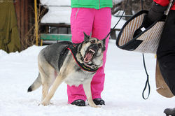 Сканди Санрайз Соколиная Охота