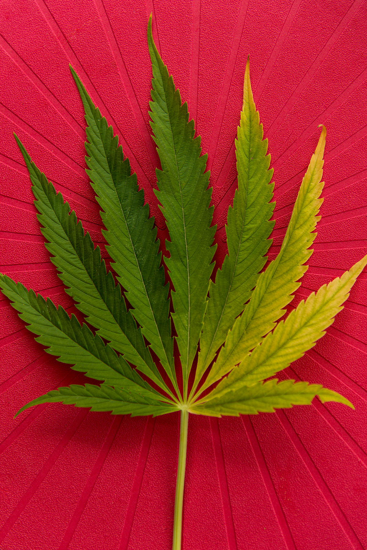 Cannabis | Luca Cortese